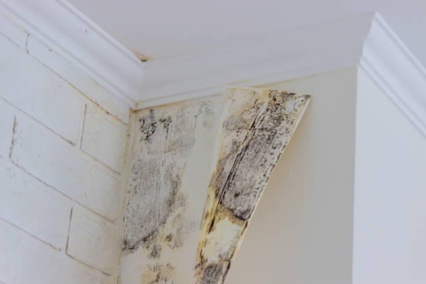 Best Emergency Mold Remediation  in Beaufort, SC